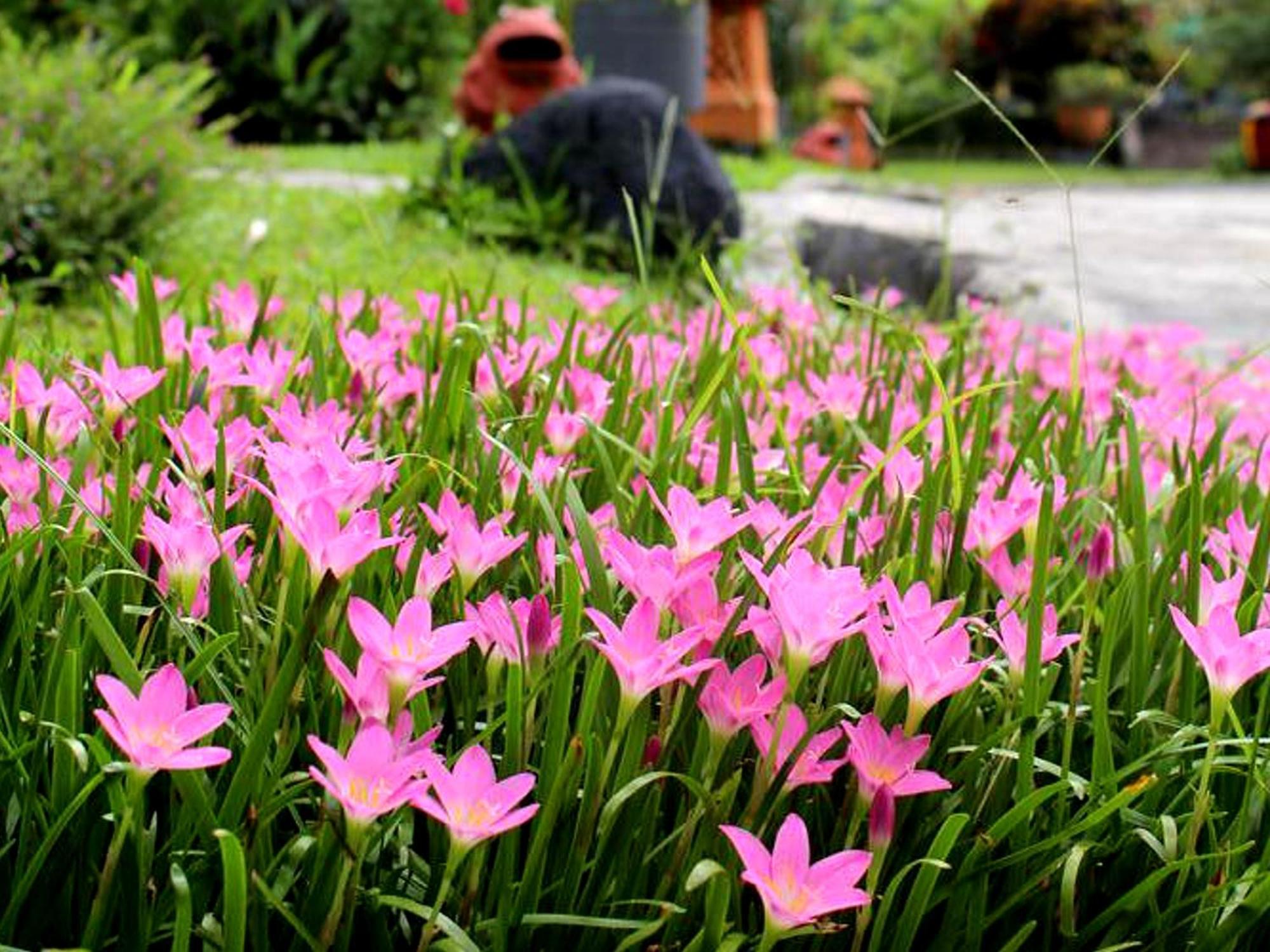 Margo Utomo Eco Resort Kalibaru Exteriér fotografie